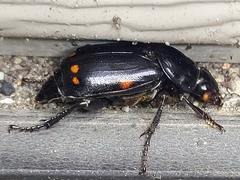 Nicrophorus pustulatus