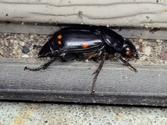 Nicrophorus pustulatus