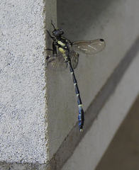 Austroepigomphus praeruptus