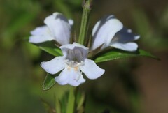 Westringia amabilis