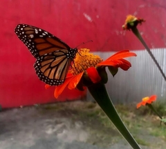 Danaus plexippus