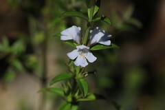 Westringia amabilis