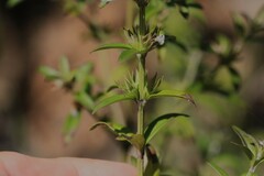 Westringia amabilis