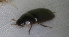 Cymbiodyta bifidus