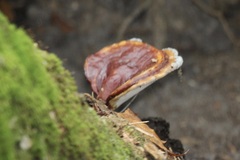 Ganoderma zonatum