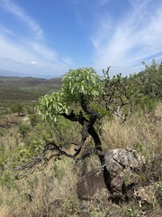 Cussonia paniculata sinuata