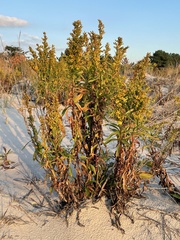 Solidago sempervirens