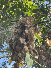 Ptelea trifoliata