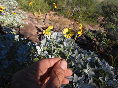 Encelia farinosa
