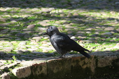 Corvus monedula
