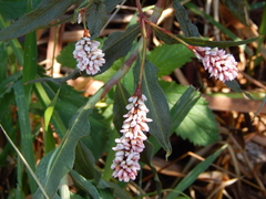 Persicaria madagascariensis