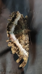 Ascalapha odorata