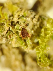 Fossombronia wondraczekii