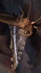Ascalapha odorata