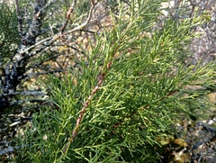 Halocarpus bidwillii