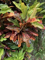 Codiaeum variegatum