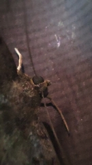 Ascalapha odorata