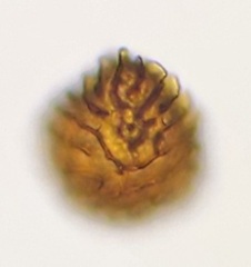 Fossombronia wondraczekii