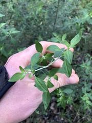 Prostanthera melissifolia