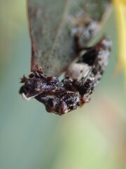 Isacantha dermestiventris