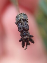Isacantha dermestiventris