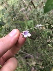 Prostanthera melissifolia