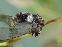 Isacantha dermestiventris