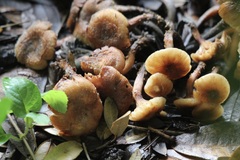 Pholiota spumosa