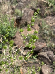 Asparagus laricinus