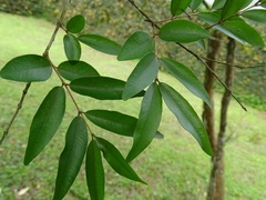 Eugenia pyriformis