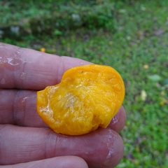 Eugenia pyriformis