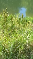 Andropogon glomeratus
