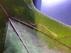 Stigmella