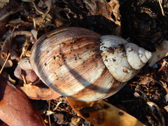 Lissachatina immaculata