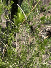 Asparagus laricinus