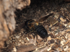 Megachile sculpturalis