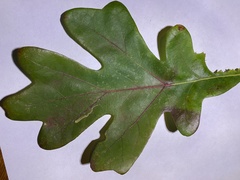 Stigmella