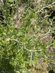 Asparagus laricinus