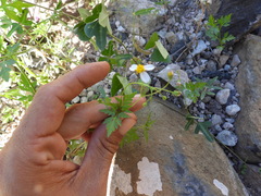 Coreocarpus parthenioides
