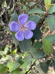 Melastoma