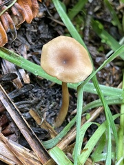 Pseudoomphalina intermedia