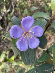 Melastoma