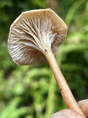 Pseudoomphalina intermedia