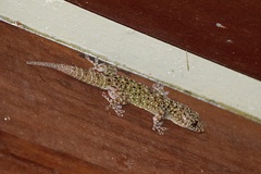 Gekko monarchus