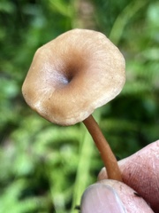 Pseudoomphalina intermedia