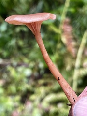 Pseudoomphalina intermedia