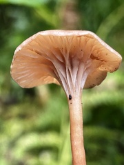 Pseudoomphalina intermedia