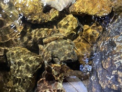 Quasipaa exilispinosa