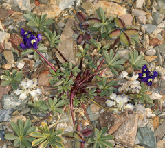Lupinus flavoculatus