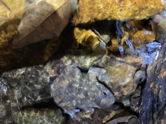 Quasipaa exilispinosa